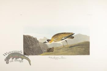 Rocky Mountain Plover